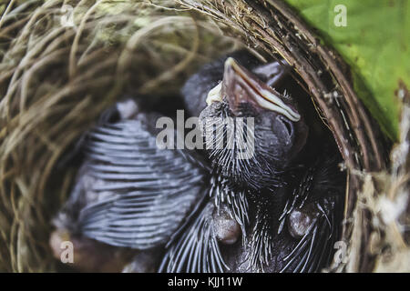 Due uccelli sono in attesa per la loro madre in Surat Thani provincia. Foto Stock