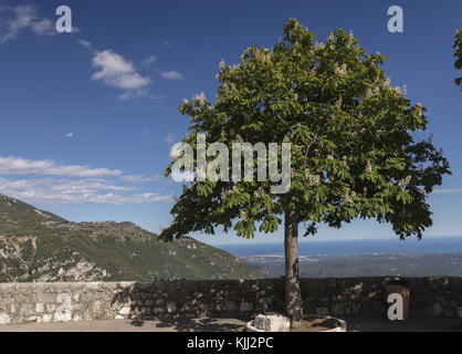 Castagno di cavallo, Aesculus hippocastanum in fiore a Gourdon, Costa Azzurra. Foto Stock