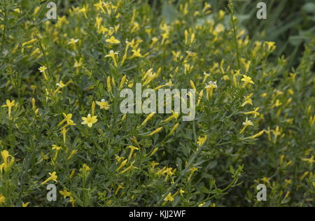 Gelsomino selvatico, gelsomino frutticani, in fiore su pietra calcarea, Provenza. Foto Stock