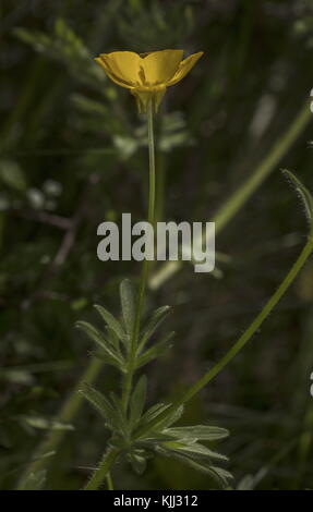 Buttercup bulbo, Ranunculus bulbosus, in fiore, con sepali rovesciati. Foto Stock