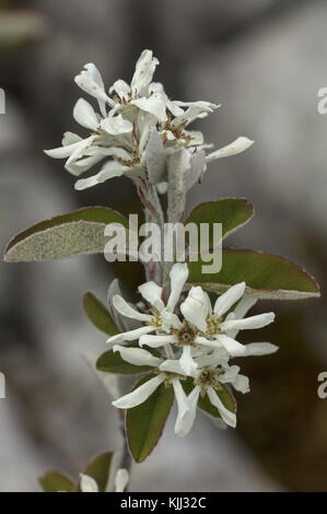 Mespilus innevato, Amelanchier ovalis, in fiore sulle colline calcaree, Provenza. Foto Stock