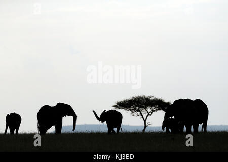 Gruppo dell'elefante africano (Loxodonta africana). Silhouette. Masai Mara Game Reserve. Kenya. Foto Stock