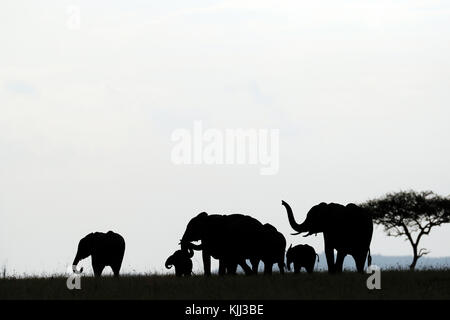 Gruppo dell'elefante africano (Loxodonta africana). Silhouette. Masai Mara Game Reserve. Kenya. Foto Stock