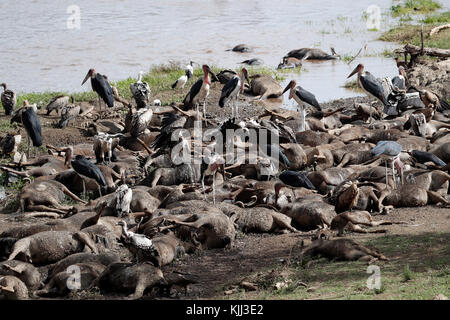 Fiume di Mara. Wildebeests morto e avvoltoi. Masai Mara Game Reserve. Kenya. Foto Stock