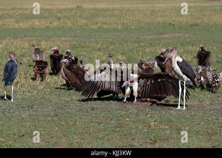 White-backed grifone (Gyps africanus), su un kill Masai Mara Game Reserve. Kenya. Foto Stock