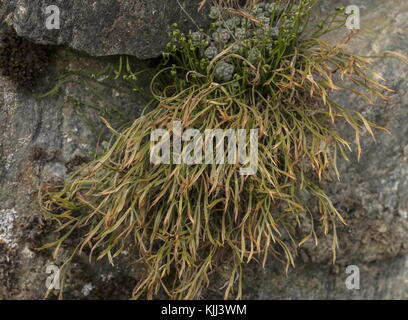 Spleenwort biforcato, Asplenium septentrionale, su roccia acida. Foto Stock