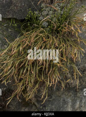 Spleenwort biforcato, Asplenium septentrionale, su roccia acida. Foto Stock