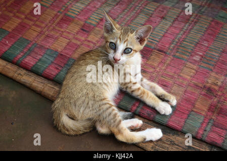 Kitten in Cambogia. Cambogia. Foto Stock