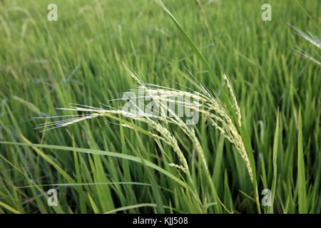 Verde campo di riso. Orecchio di riso. Thay Ninh. Il Vietnam. Foto Stock