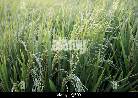 Verde campo di riso. Orecchio di riso. Thay Ninh. Il Vietnam. Foto Stock