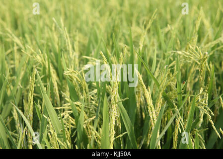 Verde campo di riso. Orecchio di riso. Thay Ninh. Il Vietnam. Foto Stock