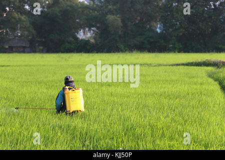 L'agricoltore vietnamita al lavoro nel suo campo di riso. La spruzzatura di pesticidi. Hoi An. Il Vietnam. Foto Stock