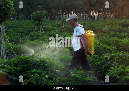 L'agricoltore vietnamita al lavoro nel suo campo di manioca. La spruzzatura di pesticidi. Thay Ninh. Il Vietnam. Foto Stock