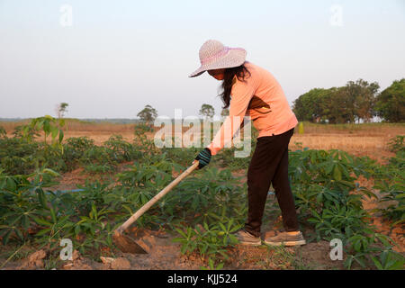 Campo di manioca. Donna vietnamita di scavare il terreno con la zappa. Thay Ninh. Il Vietnam. Foto Stock