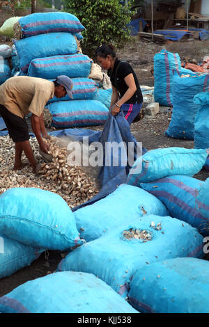 Gli agricoltori vietnamiti. Manioca (Manihot esculenta) radici spellate. Thay Ninh. Il Vietnam. Foto Stock