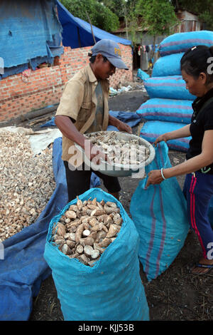 Gli agricoltori vietnamiti. Manioca (Manihot esculenta) radici spellate. Thay Ninh. Il Vietnam. Foto Stock