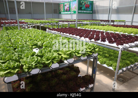 Organici vegetali hydroponic farm. Le righe di lattuga in serra. Dalat. Il Vietnam. Foto Stock