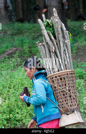 Bahnar (Ba Na) gruppo etnico. Donna che la porta di legno in un cestello per il fuoco. Kon Tum. Il Vietnam. Foto Stock