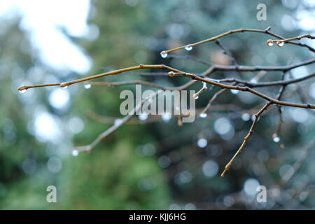 Gocce di pioggia sui rami di un albero Foto Stock