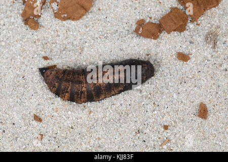 Mittlerer Weinschwärmer, Puppe, Deilephila Elpenor, Elephant Hawk-moth, Elephant Hawkmoth, pupa, pupe, le Grand sfinx de la vigne, Schwärmer, Sphing Foto Stock