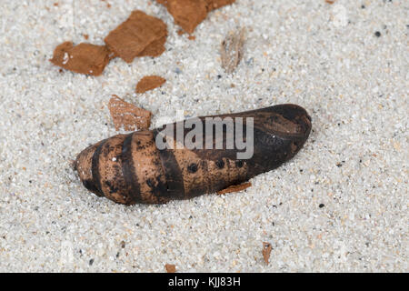 Mittlerer Weinschwärmer, Puppe, Deilephila Elpenor, Elephant Hawk-moth, Elephant Hawkmoth, pupa, pupe, le Grand sfinx de la vigne, Schwärmer, Sphing Foto Stock