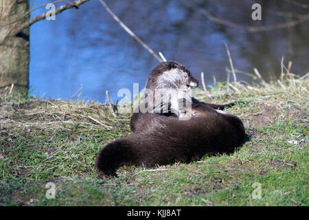 Una coppia di Lontra europea giocando presso la riva del fiume UK (Lutra lutra) tardo inverno Foto Stock