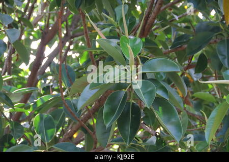 Ficus elastica albero chiamato epifiti grandi foglie verdi Foto Stock
