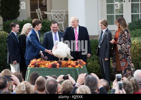 Il presidente degli Stati Uniti Donald Trump, al centro, Pets Drumstick durante la tradizionale cerimonia di grazia della Turchia del Ringraziamento nazionale nei panni del figlio Barron Trump e della First Lady Melania Trump, giusto, guardate nel Rose Garden della Casa Bianca il 21 novembre 2017 a Washington, D.C. Foto Stock