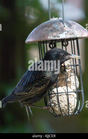 Fauna selvatica: Comune starling sulla sfera di grasso bird feeder. (Sturnus vulgaris) Foto Stock