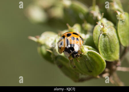 Fauna selvatica: Harlequin Ladybird (Harmonia axyridis). Foto Stock