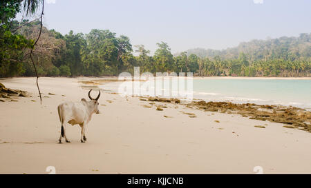 Un solitario cow su lilijay Beach, Long Island Foto Stock