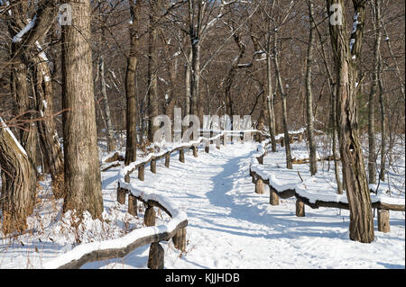Un sentiero vuoto curve nel la distanza in una pittoresca vista la mattina dei boschi del parco centrale dopo una tempesta di neve in new york city Foto Stock