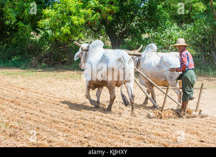 L'agricoltore birmano aratura con buoi in un villaggio vicino a Bagan Myanmar Foto Stock
