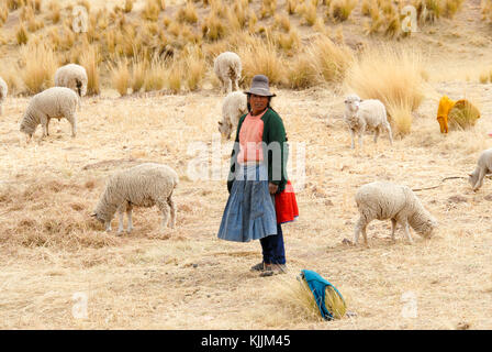 La Valle Sacra degli Incas, Perù - agosto 16, 2006: gestione di pastore del suo gregge in Perù, Sud America nella Valle Sacra degli Incas. Foto Stock