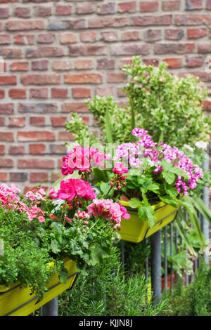 Fioriere con la fioritura dei fiori estivi e rosmarino Foto Stock