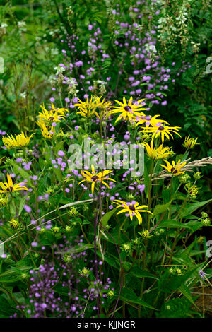 Rudbeckia fulgida,thalictrum delavayi hewitt doppio, giallo, viola, fiori, fiori, fioritura, mix, misto, combinazione, piante perenni, scontrandosi, colo Foto Stock