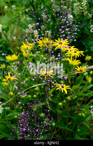 Rudbeckia fulgida,thalictrum delavayi hewitt doppio, giallo, viola, fiori, fiori, fioritura, mix, misto, combinazione, piante perenni, scontrandosi, colo Foto Stock