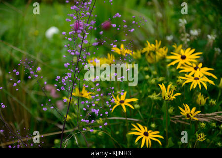 Rudbeckia fulgida,thalictrum delavayi hewitt doppio, giallo, viola, fiori, fiori, fioritura, mix, misto, combinazione, piante perenni, scontrandosi, colo Foto Stock