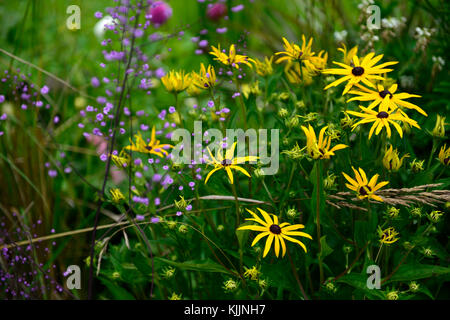 Rudbeckia fulgida,thalictrum delavayi hewitt doppio, giallo, viola, fiori, fiori, fioritura, mix, misto, combinazione, piante perenni, scontrandosi, colo Foto Stock