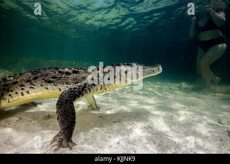 Krokodiltauchen Mexiko, Banco Chinchorro Foto Stock