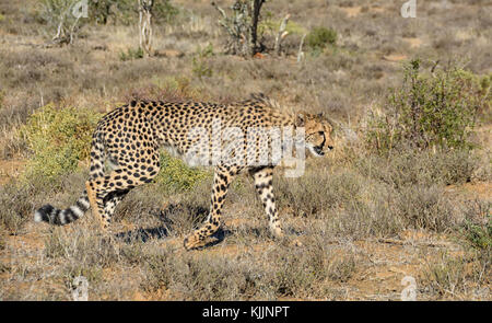 Un bambino cheetah stalking preda nel sud della savana africana Foto Stock