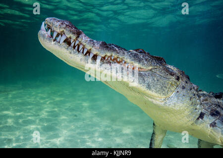 Krokodiltauchen Mexiko, Banco Chinchorro Foto Stock