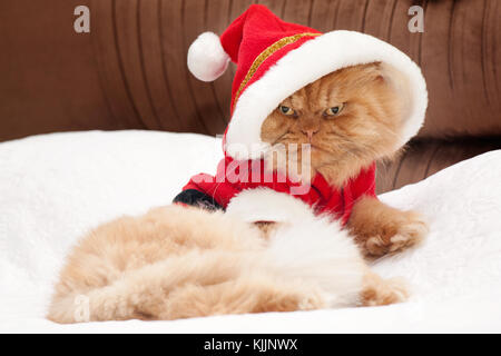 Santa Claus Cat seduta sul letto Foto Stock