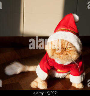 Santa Claus Cat Foto Stock