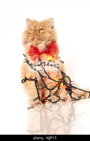 Gatto persiano con le luci di Natale Foto Stock