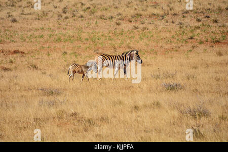 Una zebra madre e puledro nel sud della savana africana Foto Stock