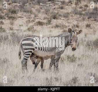 Una zebra madre e puledro nel sud della savana africana Foto Stock