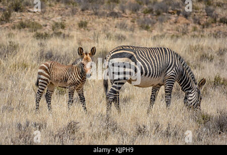 Una zebra madre e puledro nel sud della savana africana Foto Stock