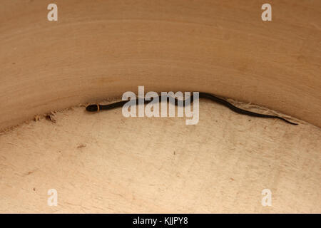 Piccolo serpente ringneck Foto Stock