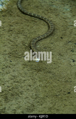 Snake in acqua, Virginia, Stati Uniti d'America Foto Stock